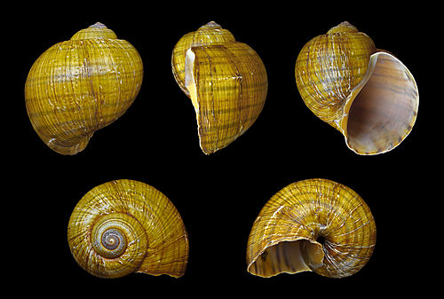 Pomacea canaliculata